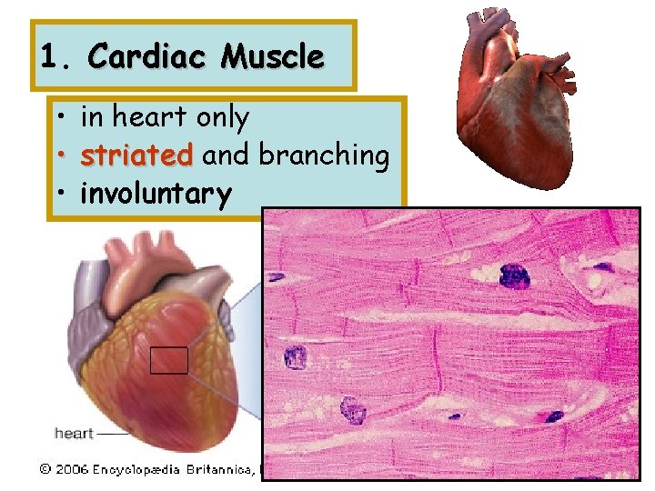 1. Cardiac Muscle • in heart only • striated and branching • involuntary 