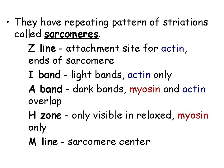  • They have repeating pattern of striations called sarcomeres. Z line - attachment