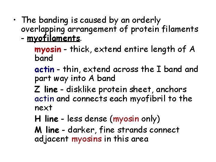  • The banding is caused by an orderly overlapping arrangement of protein filaments