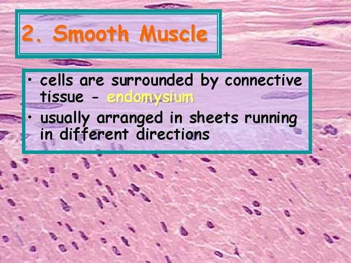 2. Smooth Muscle • cells are surrounded by connective tissue - endomysium • usually