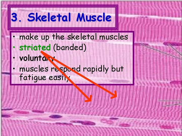3. Skeletal Muscle • • make up the skeletal muscles striated (banded) voluntary muscles