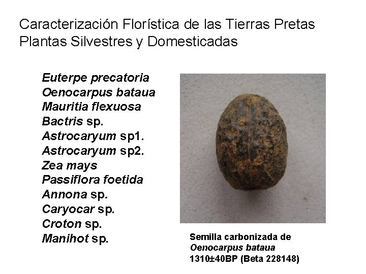 Caracterización Florística de las Tierras Pretas Plantas Silvestres y Domesticadas Euterpe precatoria Oenocarpus bataua