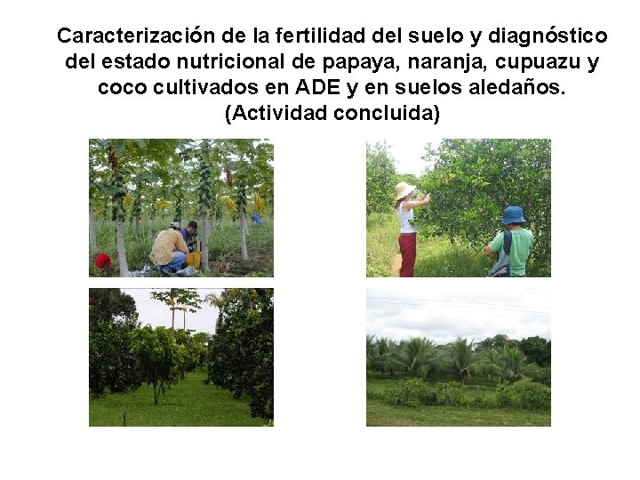 Caracterización de la fertilidad del suelo y diagnóstico del estado nutricional de papaya, naranja,