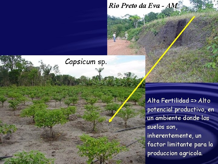 Rio Preto da Eva - AM Capsicum sp. Alta Fertilidad => Alto potencial productivo,