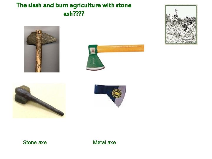 The slash and burn agriculture with stone ash? ? Stone axe Metal axe 