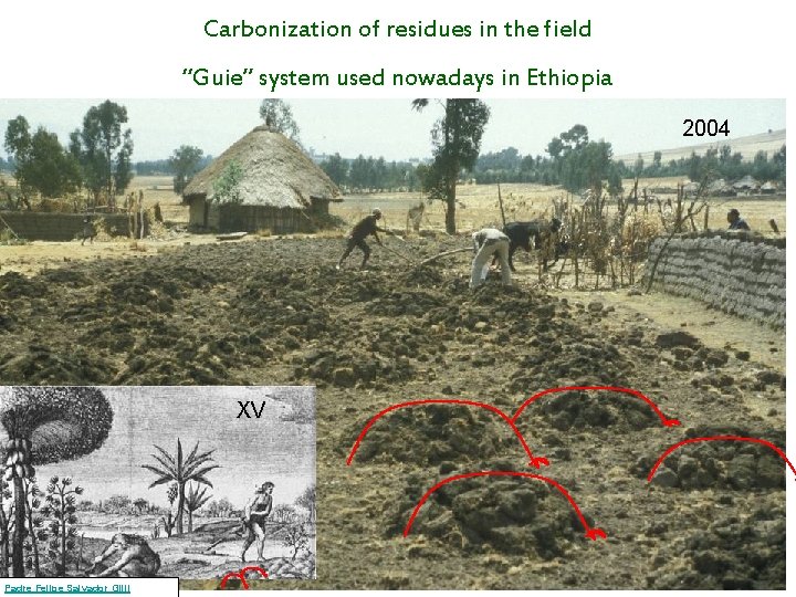 Carbonization of residues in the field “Guie” system used nowadays in Ethiopia 2004 XV