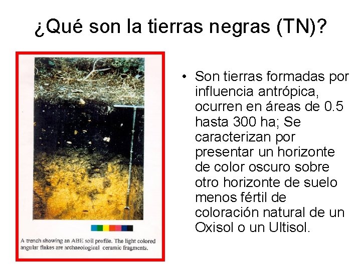 ¿Qué son la tierras negras (TN)? • Son tierras formadas por influencia antrópica, ocurren