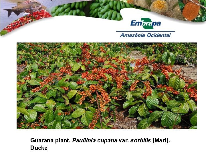 Guarana plant. Paullinia cupana var. sorbilis (Mart). Ducke 