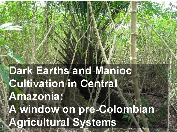 Dark Earths and Manioc Cultivation in Central Amazonia: A window on pre-Colombian Agricultural Systems
