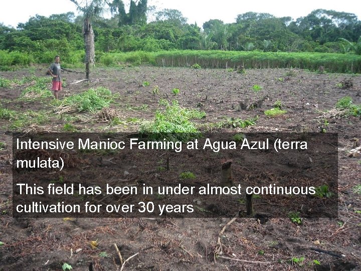 Intensive Manioc Farming at Agua Azul (terra mulata) This field has been in under