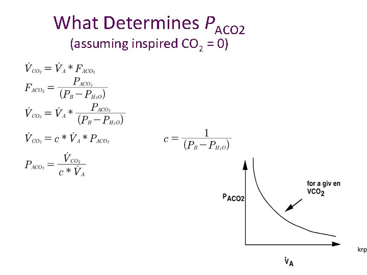 What Determines PACO 2 (assuming inspired CO 2 = 0) 