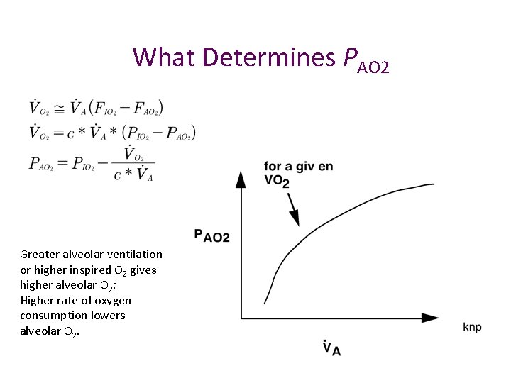 What Determines PAO 2 Greater alveolar ventilation or higher inspired O 2 gives higher