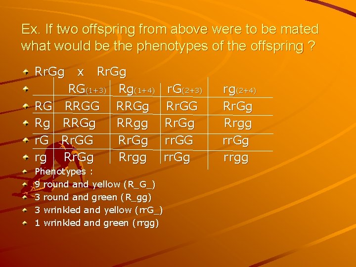 Ex. If two offspring from above were to be mated what would be the