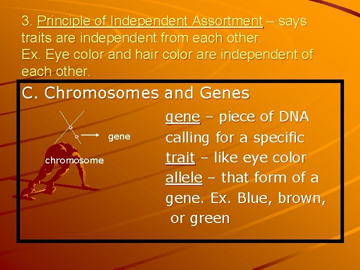 3. Principle of Independent Assortment – says traits are independent from each other. Ex.