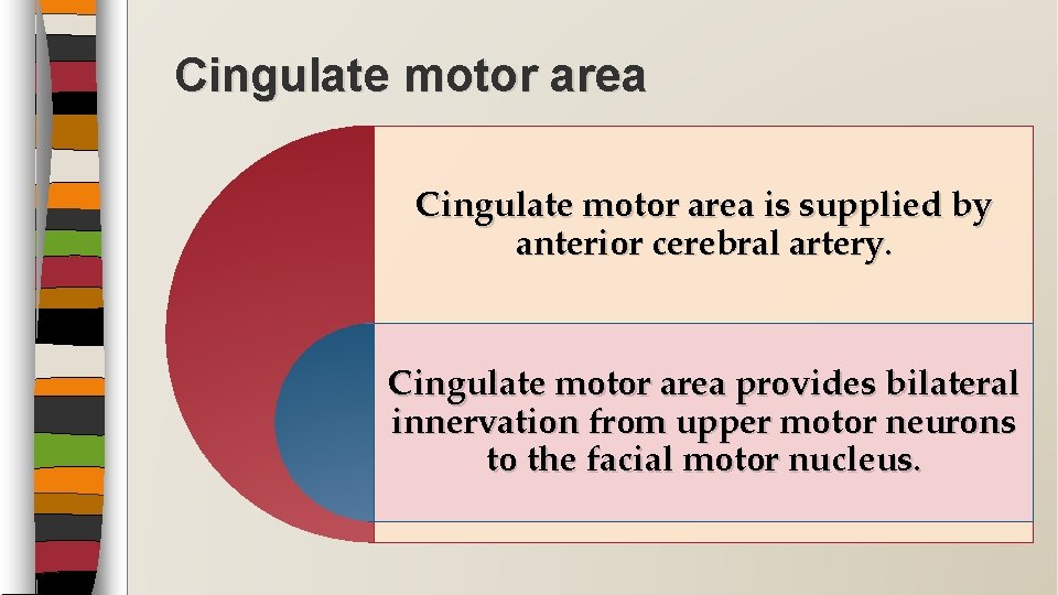 Cingulate motor area is supplied by anterior cerebral artery. Cingulate motor area provides bilateral Cingulate motor area is supplied by anterior cerebral artery. Cingulate motor area provides bilateral