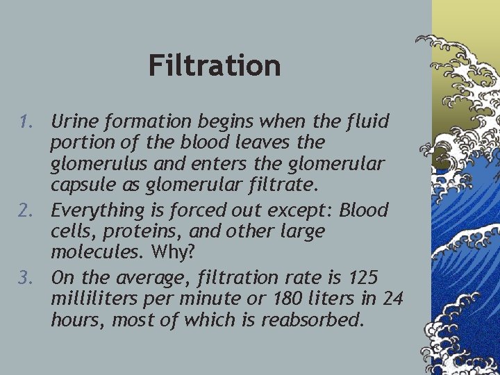 Filtration 1. Urine formation begins when the fluid portion of the blood leaves the