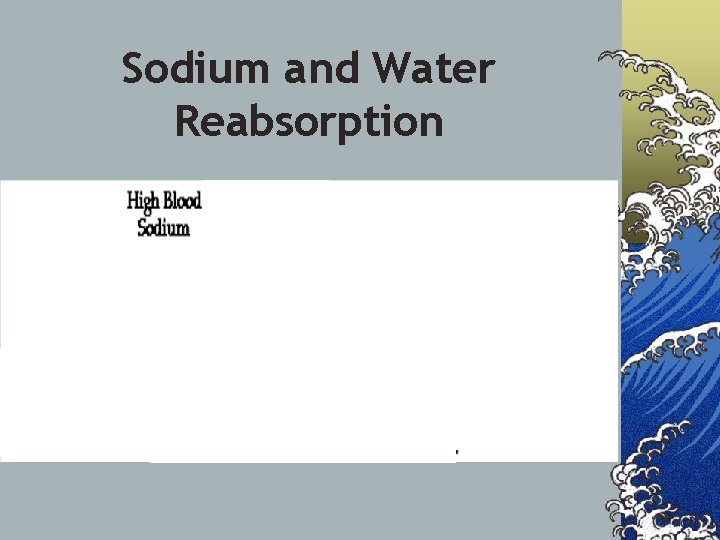 Sodium and Water Reabsorption 