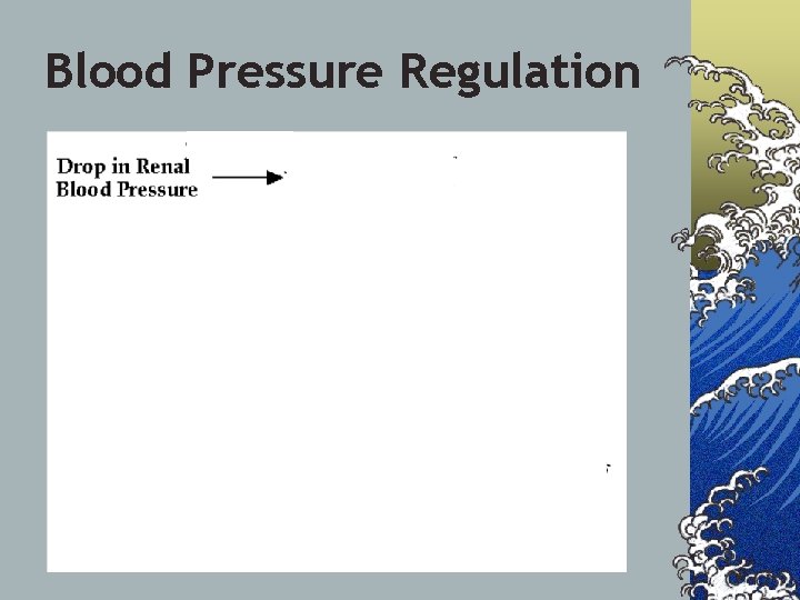 Blood Pressure Regulation 