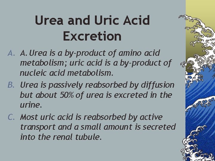 Urea and Uric Acid Excretion A. A. Urea is a by-product of amino acid
