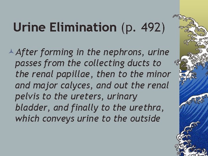 Urine Elimination (p. 492) ©After forming in the nephrons, urine passes from the collecting