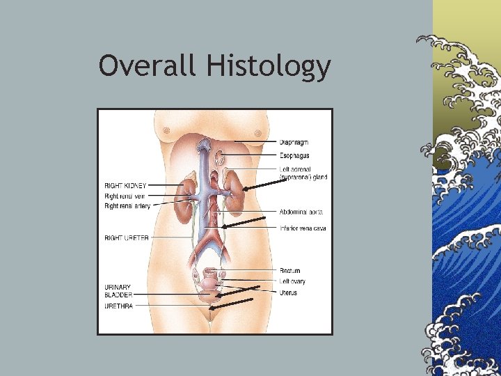 Overall Histology 