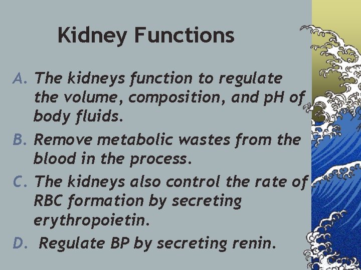 Kidney Functions A. The kidneys function to regulate the volume, composition, and p. H