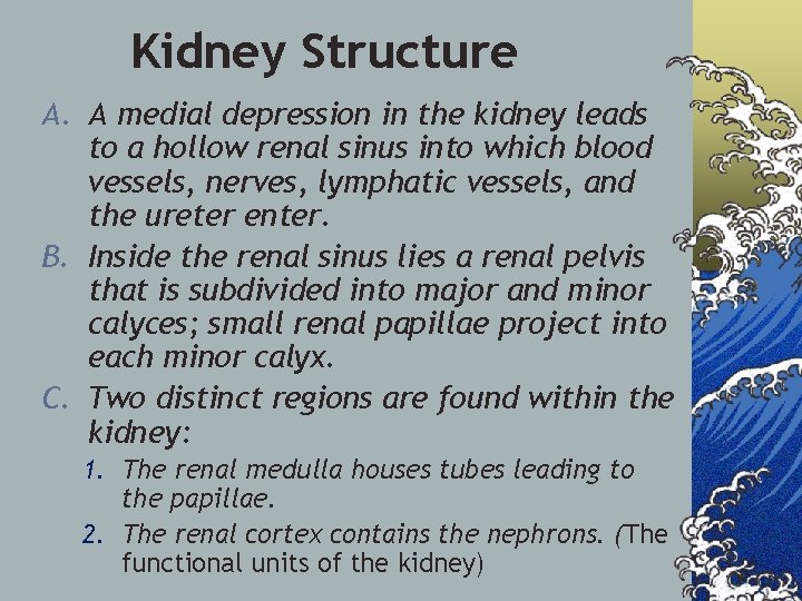 Kidney Structure A. A medial depression in the kidney leads to a hollow renal
