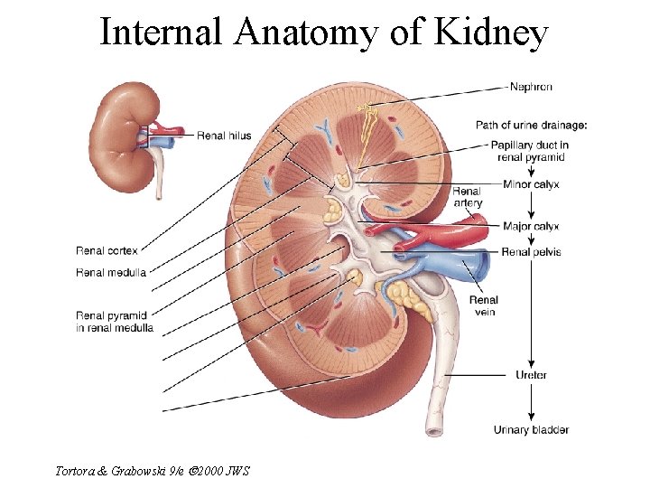 Internal Anatomy of Kidney Tortora & Grabowski 9/e 2000 JWS 