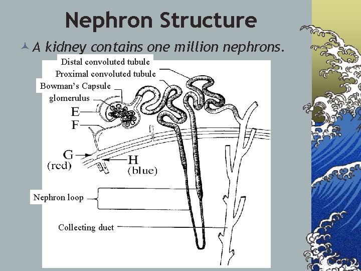 Nephron Structure © A kidney contains one million nephrons. Distal convoluted tubule Proximal convoluted