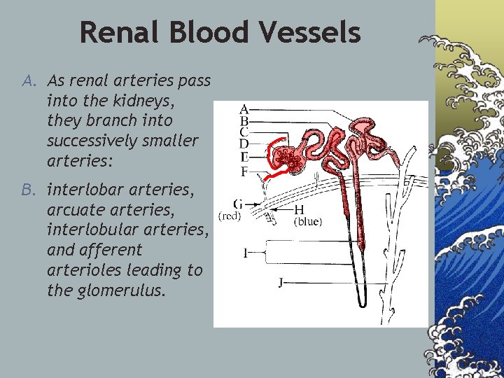Renal Blood Vessels A. As renal arteries pass into the kidneys, they branch into