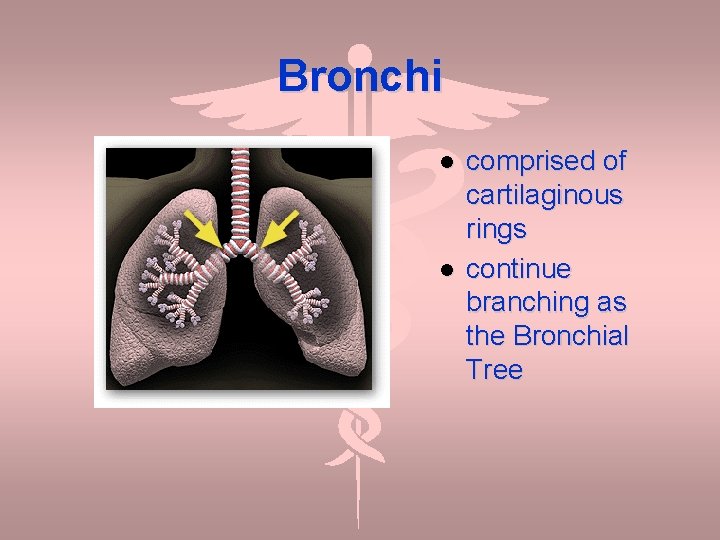 Bronchi comprised of cartilaginous rings continue branching as the Bronchial Tree 