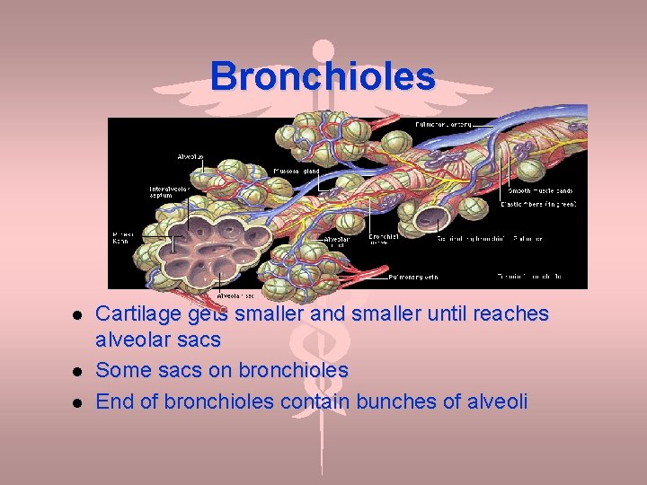 Bronchioles Cartilage gets smaller and smaller until reaches alveolar sacs Some sacs on bronchioles