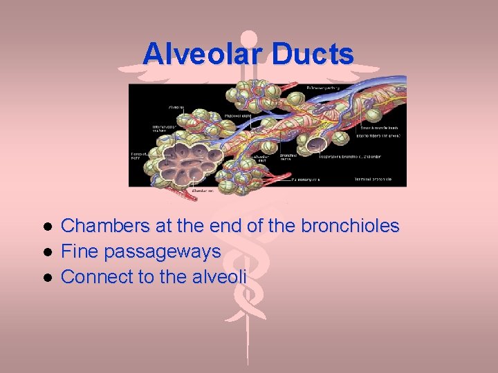Alveolar Ducts Chambers at the end of the bronchioles Fine passageways Connect to the