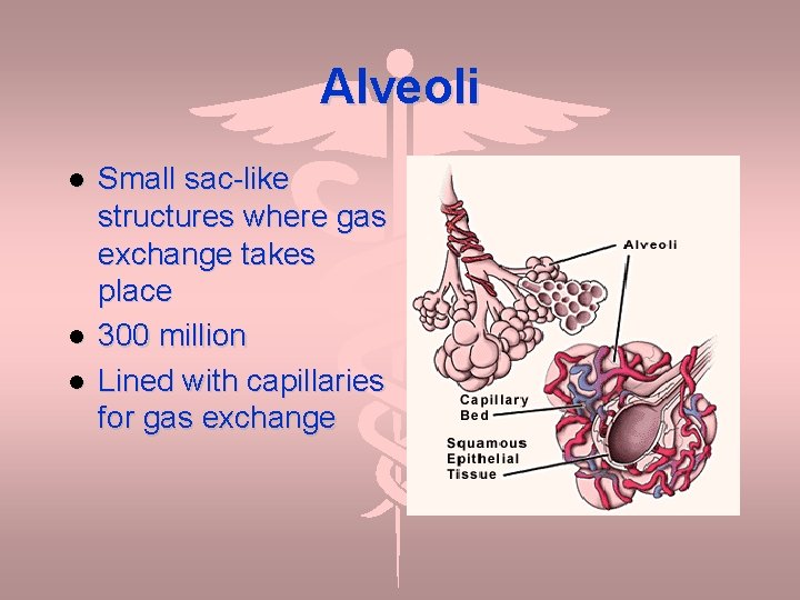 Alveoli Small sac-like structures where gas exchange takes place 300 million Lined with capillaries
