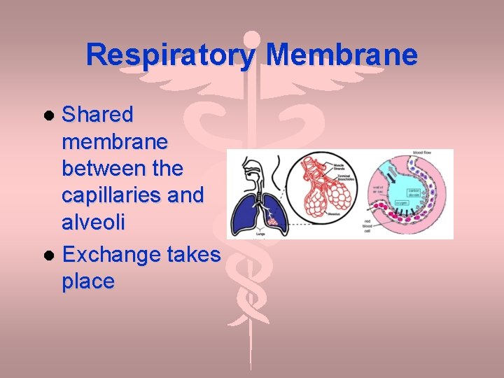 Respiratory Membrane Shared membrane between the capillaries and alveoli Exchange takes place 