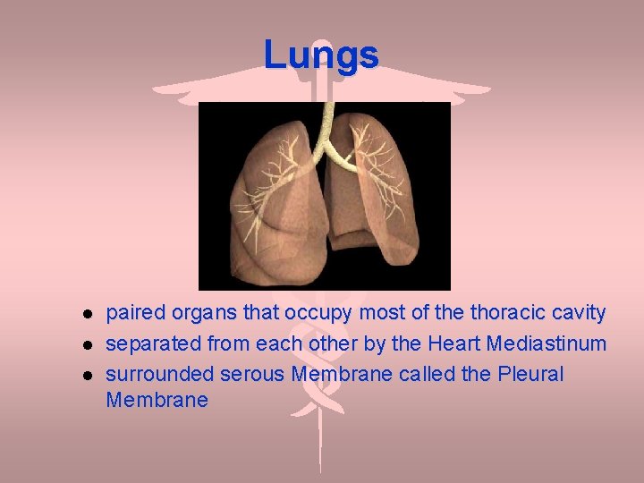 Lungs paired organs that occupy most of the thoracic cavity separated from each other