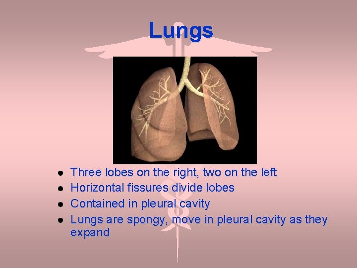 Lungs Three lobes on the right, two on the left Horizontal fissures divide lobes
