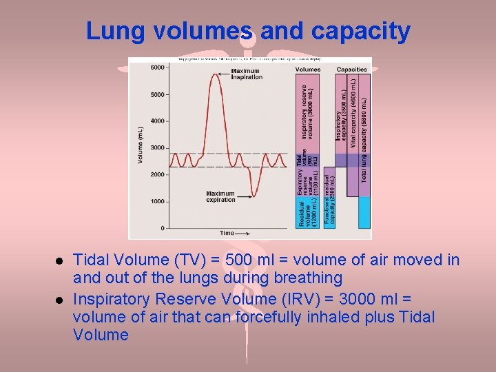 Lung volumes and capacity Tidal Volume (TV) = 500 ml = volume of air