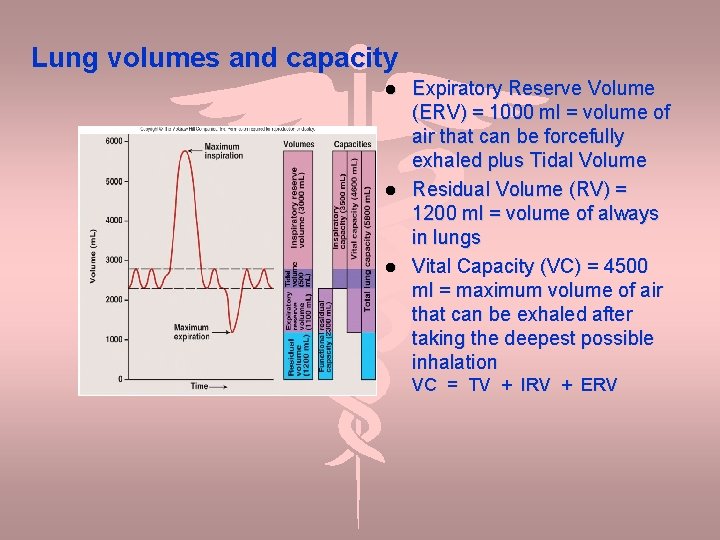 Lung volumes and capacity Expiratory Reserve Volume (ERV) = 1000 ml = volume of