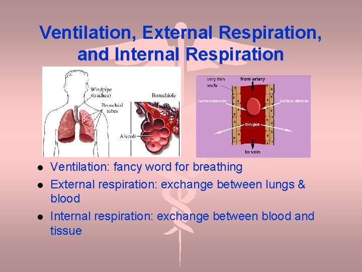 Ventilation, External Respiration, and Internal Respiration Ventilation: fancy word for breathing External respiration: exchange