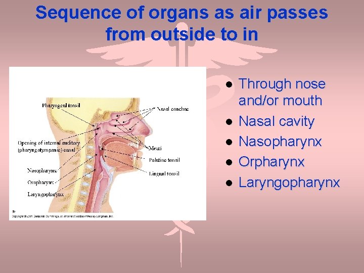 Sequence of organs as air passes from outside to in Through nose and/or mouth