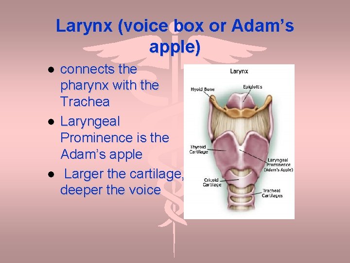 Larynx (voice box or Adam’s apple) connects the pharynx with the Trachea Laryngeal Prominence