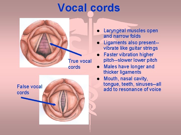 Vocal cords True vocal cords False vocal cords Laryngeal muscles open and narrow folds