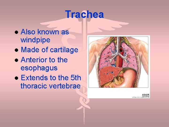 Trachea Also known as windpipe Made of cartilage Anterior to the esophagus Extends to