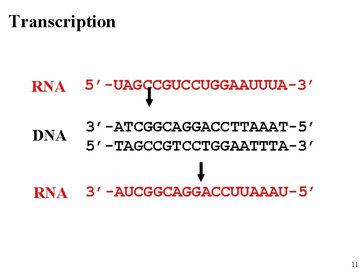 Transcription RNA 5’-UAGCCGUCCUGGAAUUUA-3’ DNA 3’-ATCGGCAGGACCTTAAAT-5’ 5’-TAGCCGTCCTGGAATTTA-3’ RNA 3’-AUCGGCAGGACCUUAAAU-5’ 11 