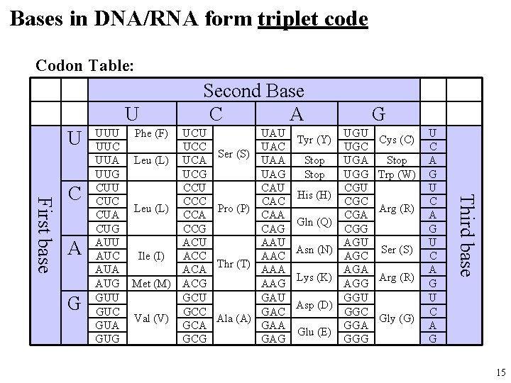 Bases in DNA/RNA form triplet code Codon Table: U U A G Phe (F)