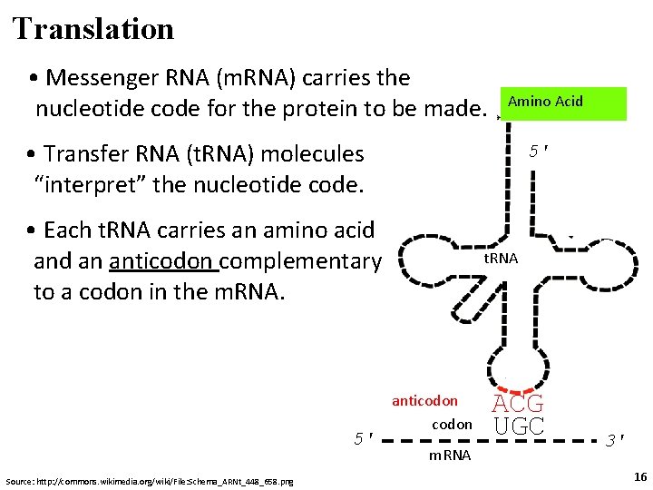 Translation • Messenger RNA (m. RNA) carries the nucleotide code for the protein to