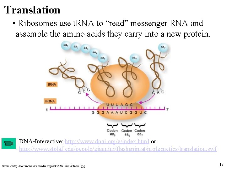 Translation • Ribosomes use t. RNA to “read” messenger RNA and assemble the amino