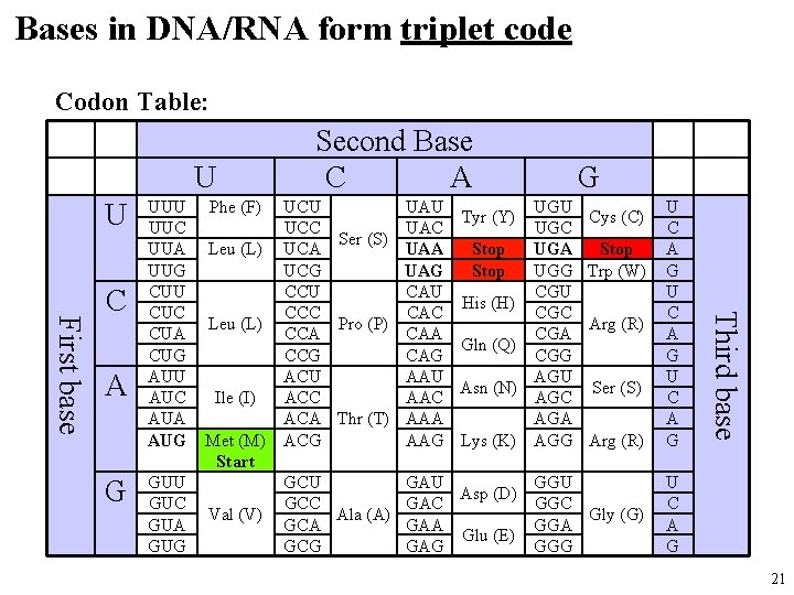 Bases in DNA/RNA form triplet code Codon Table: U U A G GUU GUC