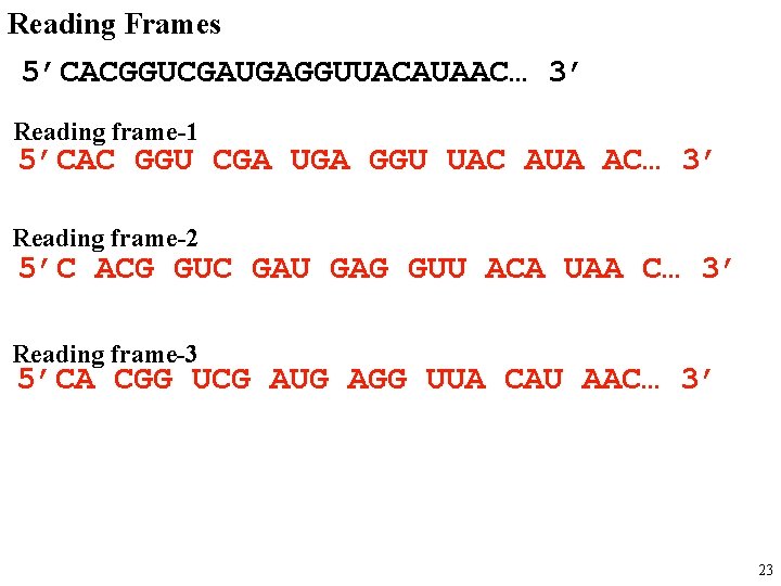 Reading Frames 5’CACGGUCGAUGAGGUUACAUAAC… 3’ Reading frame-1 5’CAC GGU CGA UGA GGU UAC AUA AC…